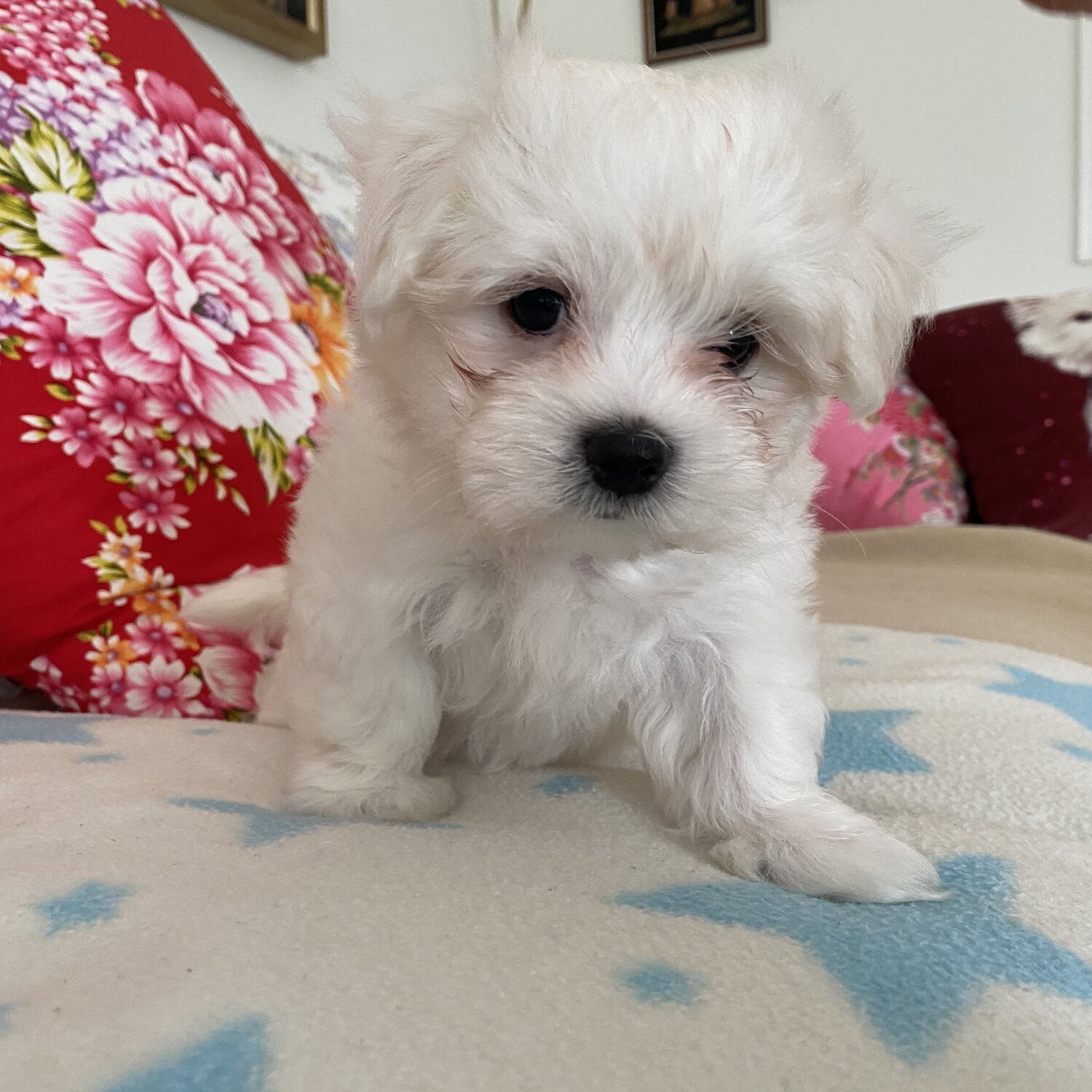 Pure Male Maltese for Sale