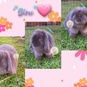 Purebred mini lop bunny rabbit -0