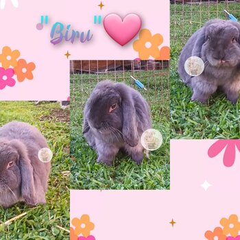 Purebred mini lop bunny rabbit 