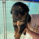 Rottweiler Puppies for Sale -2