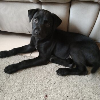 Kelpie X Border Collie puppy male