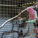 Alexandrine Parrot (6 yrs) and Pink and Grey Galah (30 yrs) To Good Home-1