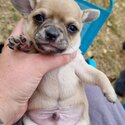 Purebred Chihuahua Puppies-2