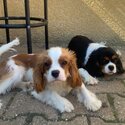 Cavalier king Charles Adult and Puppies  to a pet home -3