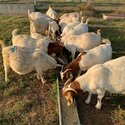 9 months oId boer goats for saIe-0