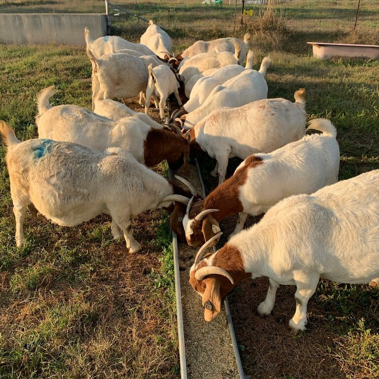 9 months oId boer goats for saIe