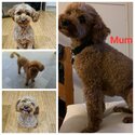 Last pure bred miniature poodle -5