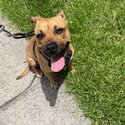 Zoey needs a new home!-0