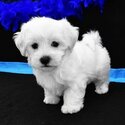 MALTESE PUPPIES AND 1 YEARS OLD FREE DOG FOR ADOPTION MALE AND FEMALE-2