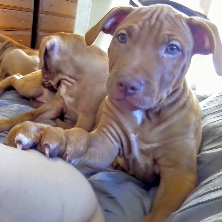 Purebred Red Nose Pit Bull Puppies