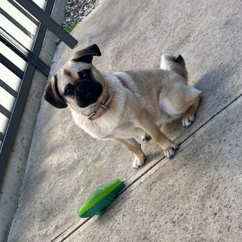 Fawn pug