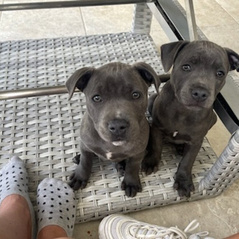 Brother &amp; sister 17 week blue English Staffordshire pups