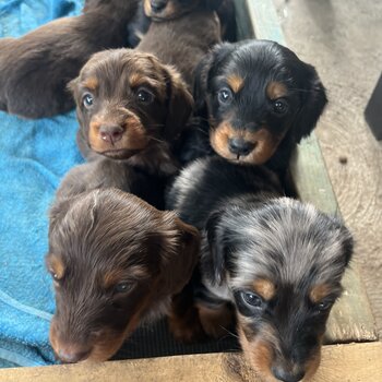 Long Haired Daschund Puppies For Sale