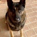 Pure Breed German Shepard -1