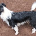 Border Collie X Lhasa Apso. -2