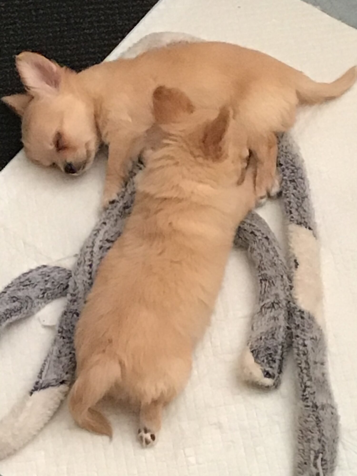 2 female chiweenie puppies mini.