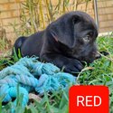 Purebred Labrador puppies - Available NOW-3