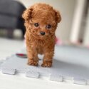 Toy Poodle Adult and Puppies  and Adults male and female for adoption-5