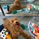 Playful toy poodle for sale -1