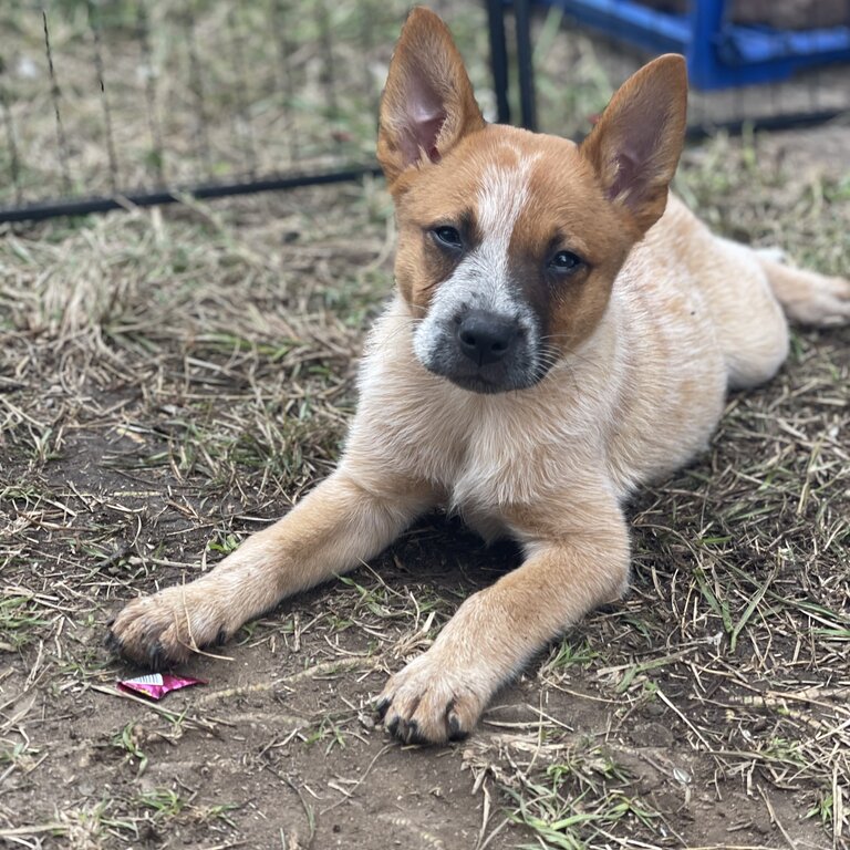 Red Cattle Puppies 