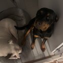 Riley - 16 Month old female Rottweiler -5