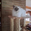 Ragdoll cat purebread-1