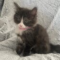 3x Fluffy 6 week old kittens Rag doll x Russian blue x -5