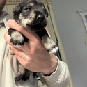 Purebred Miniature schnauzers puppies for sale-0