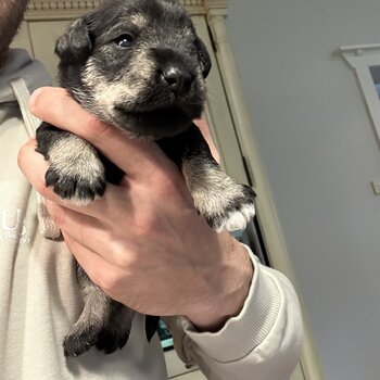 Purebred Miniature schnauzers puppies for sale