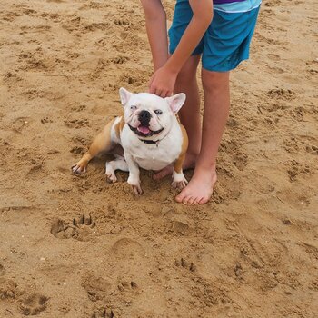 Very sweet french bulldog