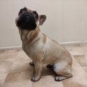 Desexed Female French Bulldog-2