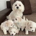 MALTESE PUPPIES AND 1 YEARS OLD FREE DOG FOR ADOPTION MALE AND FEMALE-5