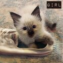 Purebred Ragdoll Kittens-2