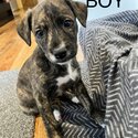 Huntaway x Staghound x Staffy Puppies -5