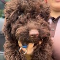 Toy Poodle Puppies-1