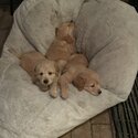 Hungarian Vizsla X Maremma sheepdog puppies-2