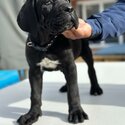 Last Pup - Purebred - Cane Corso - Boy-1