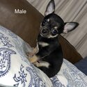 Chihuahua Puppy for sale -4