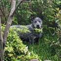 Cattle dog female -2