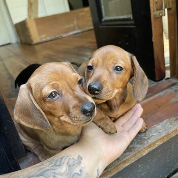 Purebred mini dachshunds