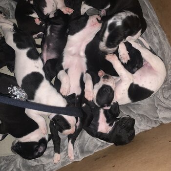 Amstaff x Bull Arab x Johnson Bulldog Puppies 