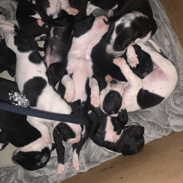 Amstaff x Bull Arab x Johnson Bulldog Puppies 