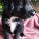 KELPIE X BORDER COLLIE Puppies Ready to Collect (Only 3 Left)-1