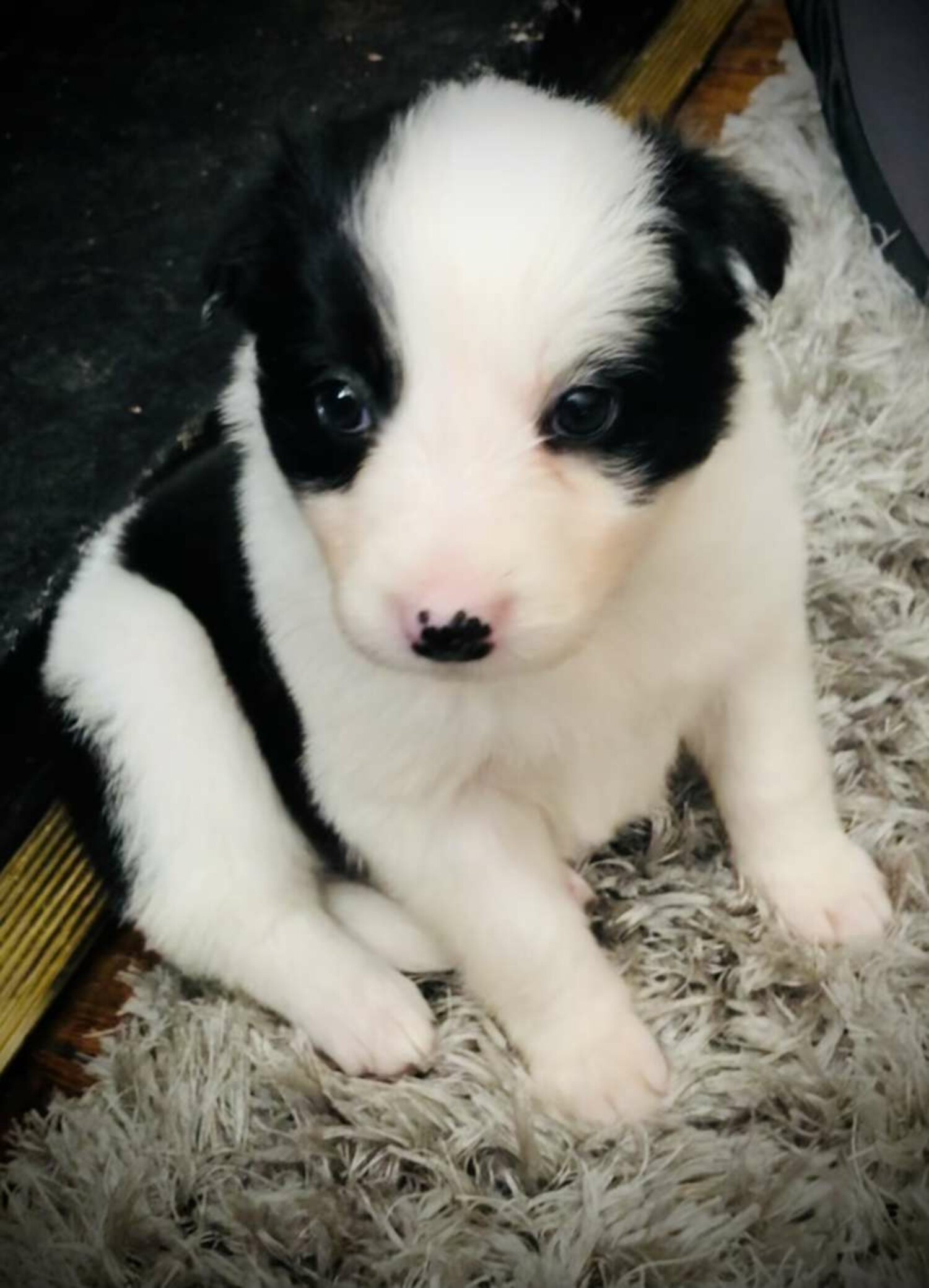 Purebred border collie puppies