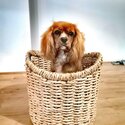 Gorgeous Cavalier king charles spaniel male -0