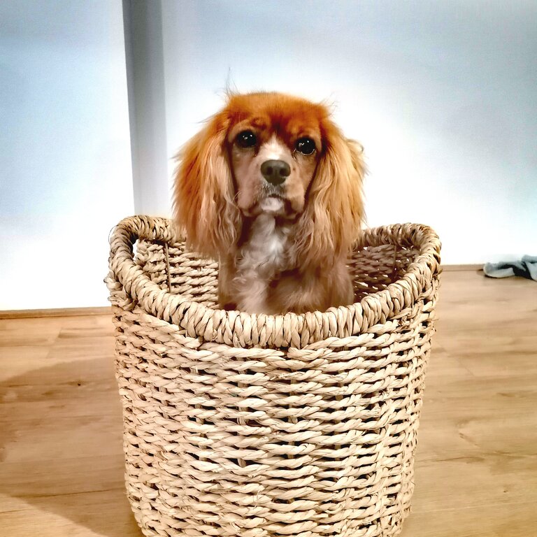 Gorgeous Cavalier king charles spaniel male 