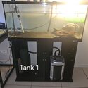 Very regretful sale :(  Turtles &amp; tanks-1