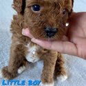 Gorgeous Toy Cavoodles-1