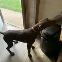 German shorthaired pointer - 16MO-2