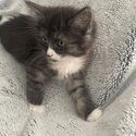 3x Fluffy 6 week old kittens Rag doll x Russian blue x -2